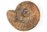 Iron Replaced Ammonite Fossil - Boulemane, Morocco #196569-1